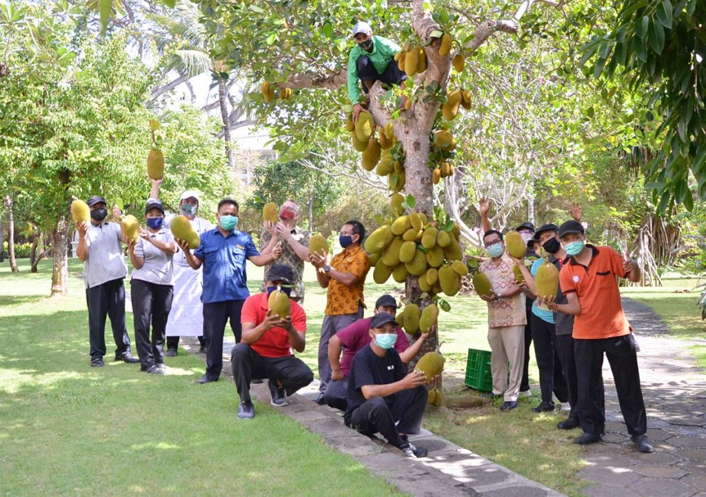 Nusa Dua Beach Hotel Spa Bali Harvesting Homegrown Chilies